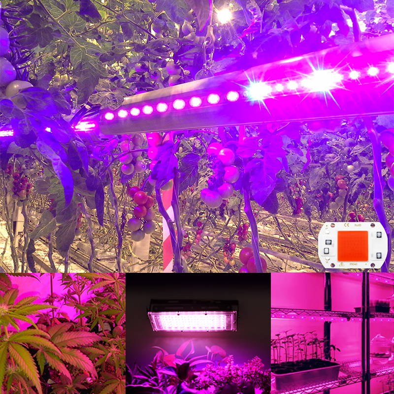 10pcs LED Grow COB Chip Phyto Lamp Full Spectrum AC220V 20W 30W 50W For Indoor Plant Seedling Grow and Flower Growth Lighting